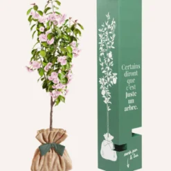 Cerisier à fleurs du japon kanzan