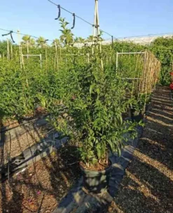Cestrum galant de nuit 3 l 30-40 cm