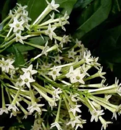 Cestrum galant de nuit 3 l 30-40 cm