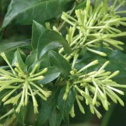 Cestrum galant de nuit 3 l 30-40 cm