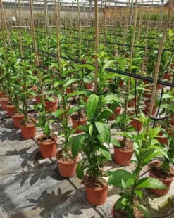 Cestrum galant de nuit 3 l 30-40 cm