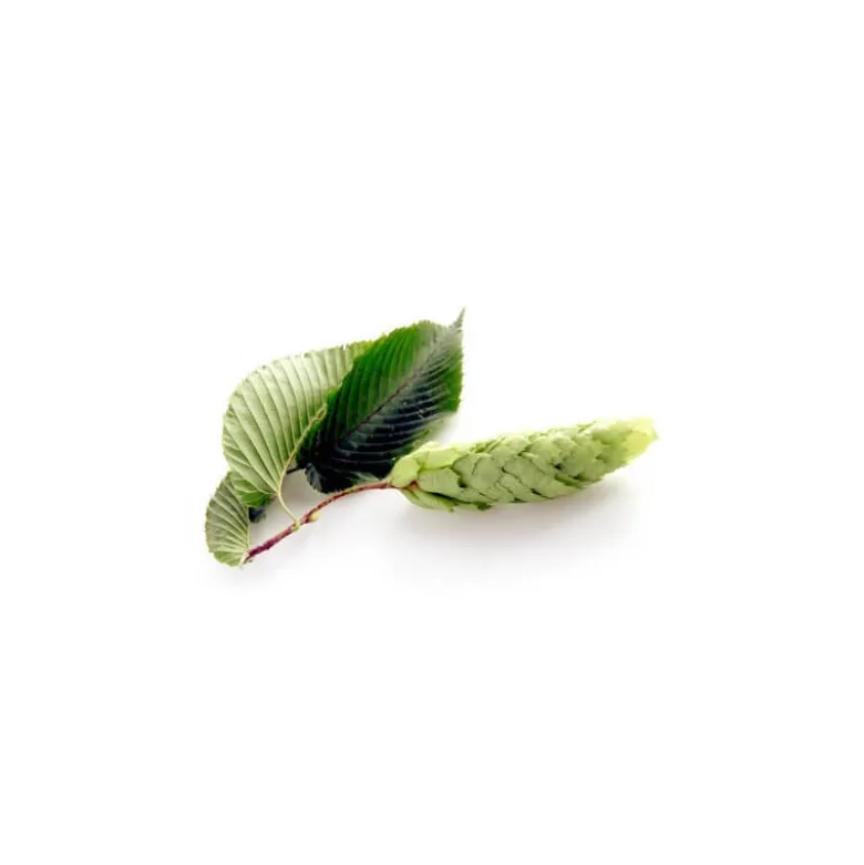 Charme bio - 15ml (carpinus betulus) – macérat concentré de bourgeons frais 15