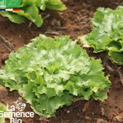 Chicoree scarole bubikopf 3 bio