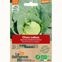 Chou cabus blanc cœur de bœuf des