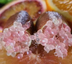 Citron caviar pulpe rose 9 l -140-160 cm