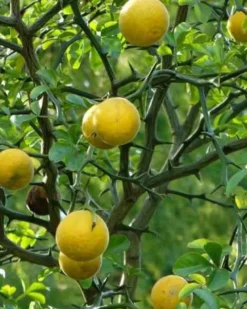 Citron du nord 3 l 50-60 cm