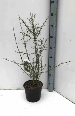 Citron du nord 3 l 50-60 cm