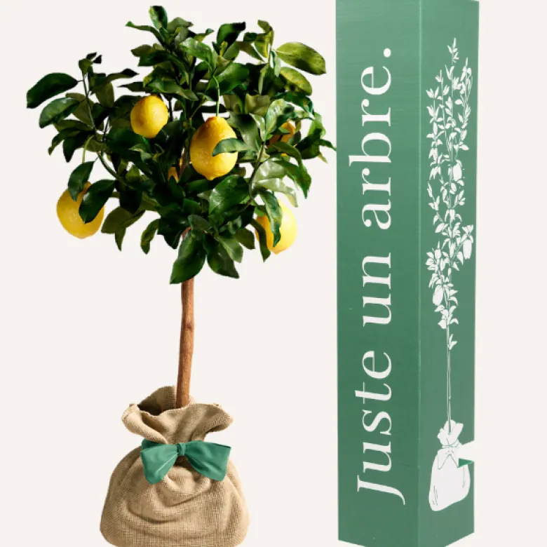 Citronnier des 4 saisons - idée cadeau