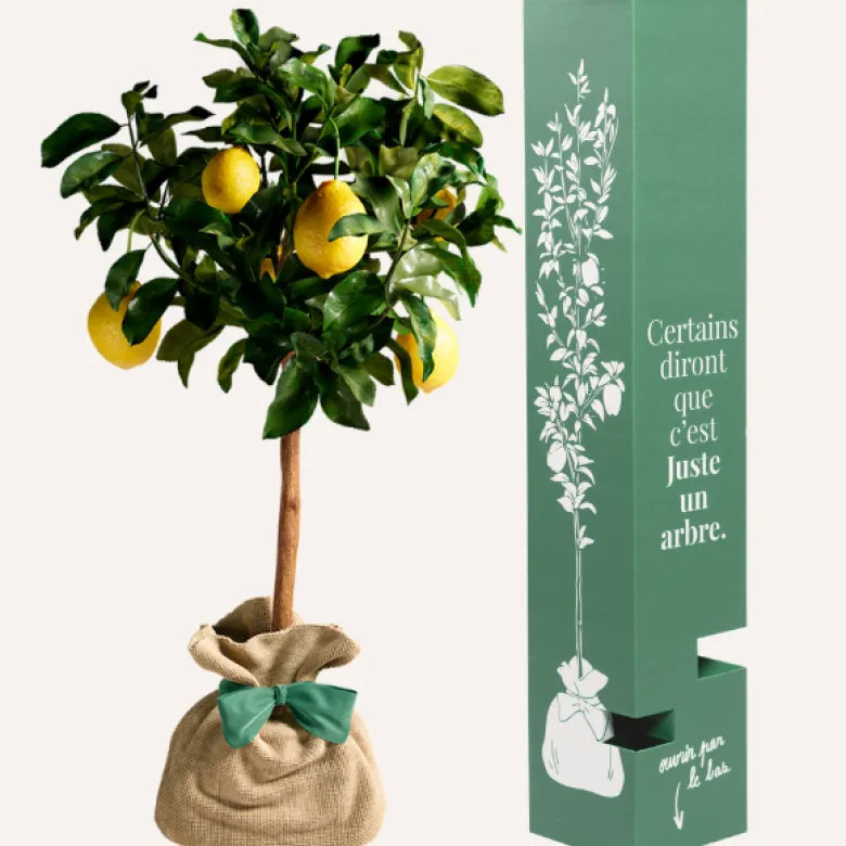 Citronnier des 4 saisons - idée cadeau
