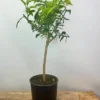 Citronnier yuzu' taille du pot - en pot de 5 litres