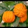 Citrus corrugato 4 l 30-40 cm