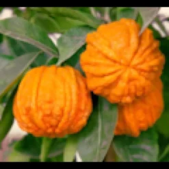 Citrus corrugato 4 l 30-40 cm