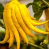 Citrus digitatamain de bouddha 10 l 140-160