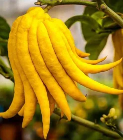 Citrus digitatamain de bouddha 10 l 140-160
