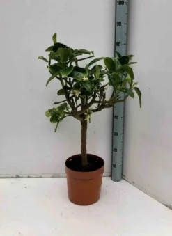 Citrus digitatamain de bouddha 4 l 30-50 cm