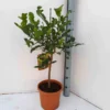 Citrus hystrix combava 4 l 30-50 cm