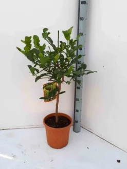 Citrus hystrix combava 4 l 30-50 cm