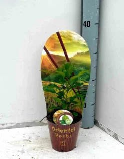 Citrus hystrix combava 4 l 30-50 cm