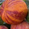 Citrus x sinensis 'arcobal' 4 l 30-50 cm