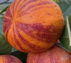 Citrus x sinensis 'arcobal' 4 l 30-50 cm