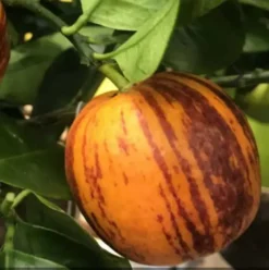Citrus x sinensis 'arcobal' 4 l 30-50 cm