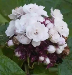 Clerodendrum fragrans 2 l 40-60 cm