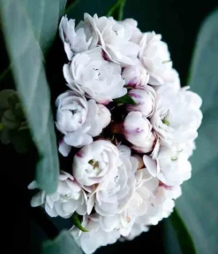 Clerodendrum fragrans 2 l 40-60 cm