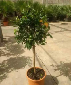 Clémentinier 25 l 160-180 cm