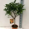 Clémentinier oronules 9 l -100-150 cm