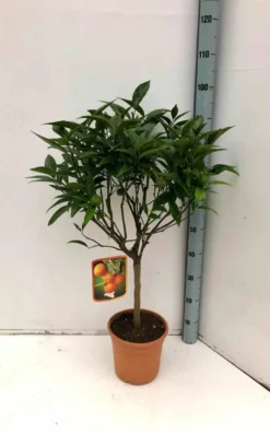 Clémentinier oronules 9 l -100-150 cm