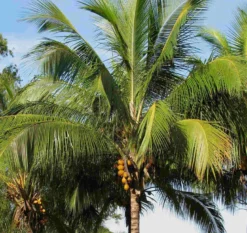 Cocos nuciferavéritable cocotier 4 l 140-160 cm