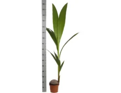 Cocos nuciferavéritable cocotier 4 l 140-160 cm