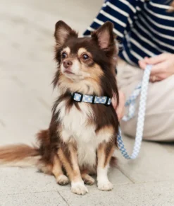 Collier pet recyclé l - bleu