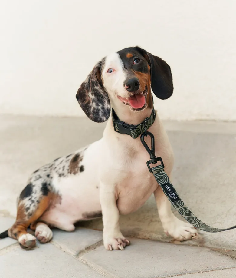Collier pet recyclé l - vert