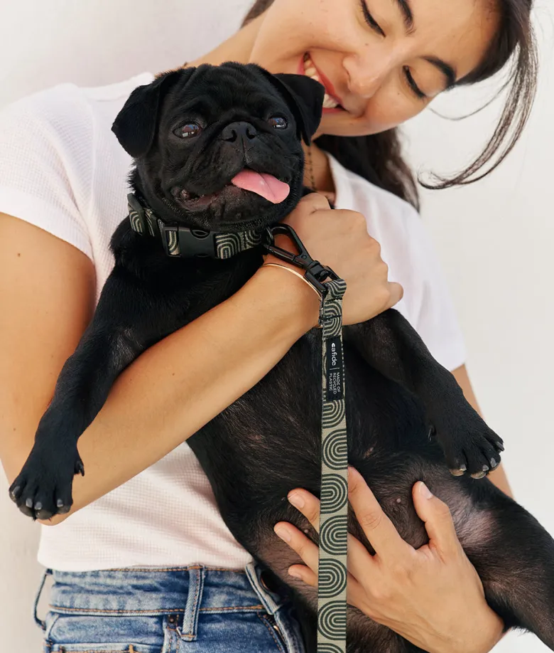 Collier pet recyclé l - vert