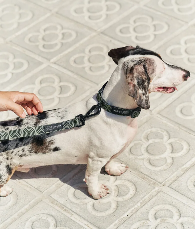 Collier pet recyclé l - vert