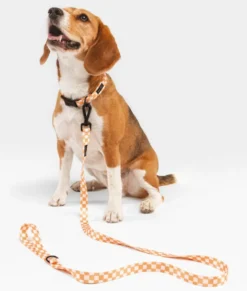 Collier pet recyclé xxs - orange