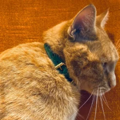 Collier pour chat lynx lynx by maurice en cuir grainé - taille 1 - vert