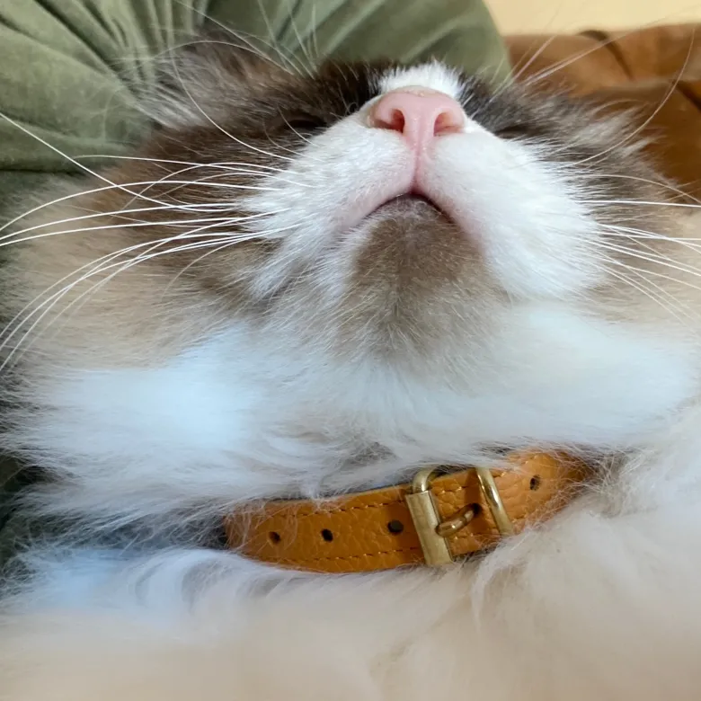 Collier pour chat lynx lynx by maurice en cuir grainé - taille 1 - jaune