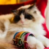 Collier pour chat lynx lynx by maurice en cuir grainé - taille 1 - rose