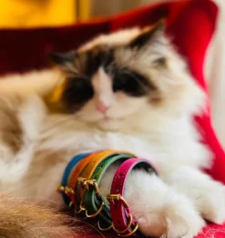 Collier pour chat lynx lynx by maurice en cuir grainé - taille 1 - rose