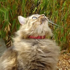 Collier pour chat panthera pardus by maurice en cuir - taille 3 - rouge
