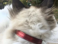 Collier pour chat panthera pardus by maurice en cuir - taille 3 - rouge