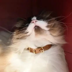 Collier pour chat panthera tigris by maurice en cuir - taille 1 - marron
