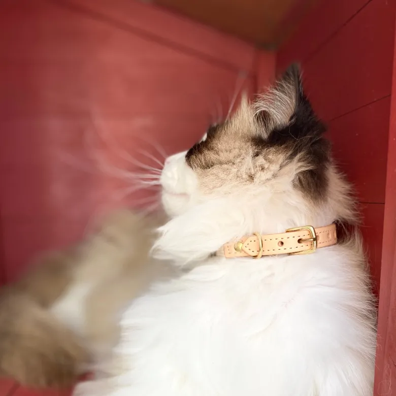 Collier pour chat panthera tigris by maurice en cuir - taille 3 - crème