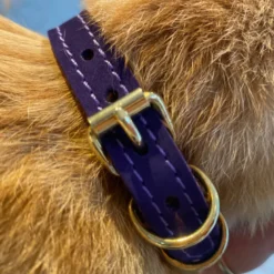 Collier pour chat panthera uncia by maurice en nubuck - taille 2 - violet