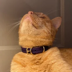 Collier pour chat panthera uncia by maurice en nubuck - taille 2 - violet