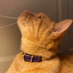 Collier pour chat panthera uncia by maurice en nnubuck - taille 1 - violet