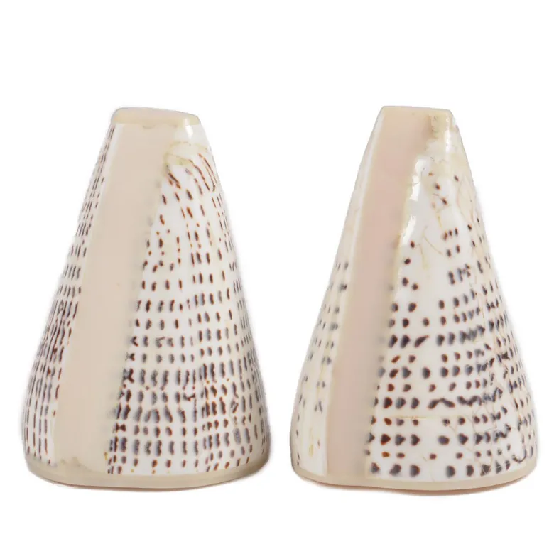 Cone - duo salière et poivrier en coquillage naturel - 6.5 à 9.5cm
