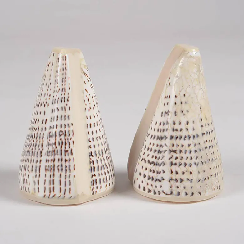 Cone - duo salière et poivrier en coquillage naturel - 6.5 à 9.5cm